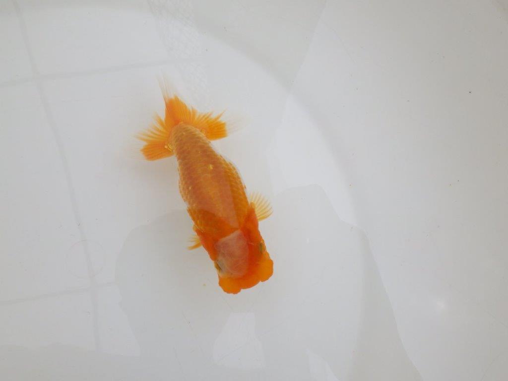 【 鉄板！！】品評大会に向けて飼育がお勧めのらんちゅう　東大関系統　約12㎝　期間限定販売の上身