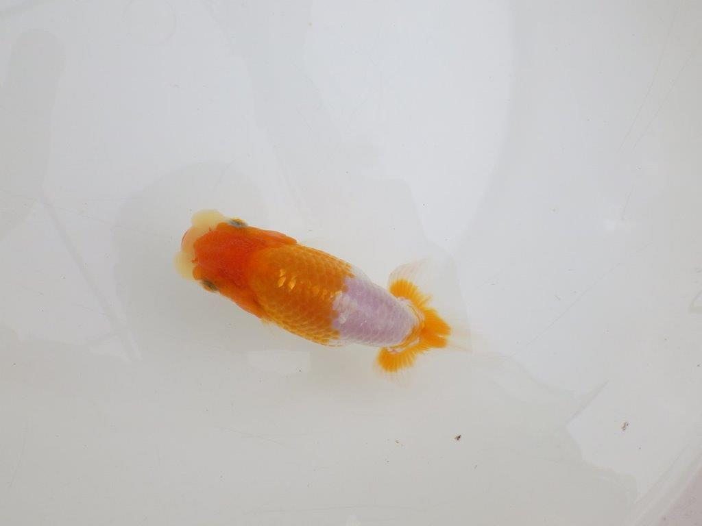 【 鉄板！！】素晴らしい雰囲気で飼い込みお勧めのらんちゅう　東大関系統　約12,5㎝　期間限定販売の上身