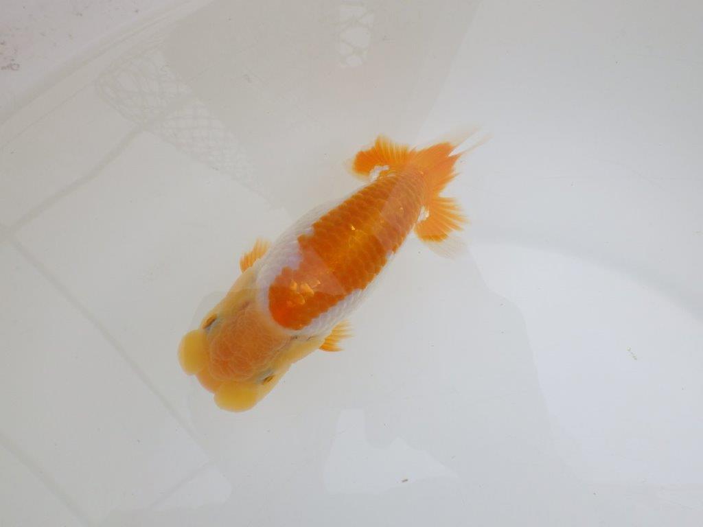 【 鉄板！！】仕上がりがよさそうな更紗らんちゅう　東大関系統　約14㎝　期間限定販売の上身