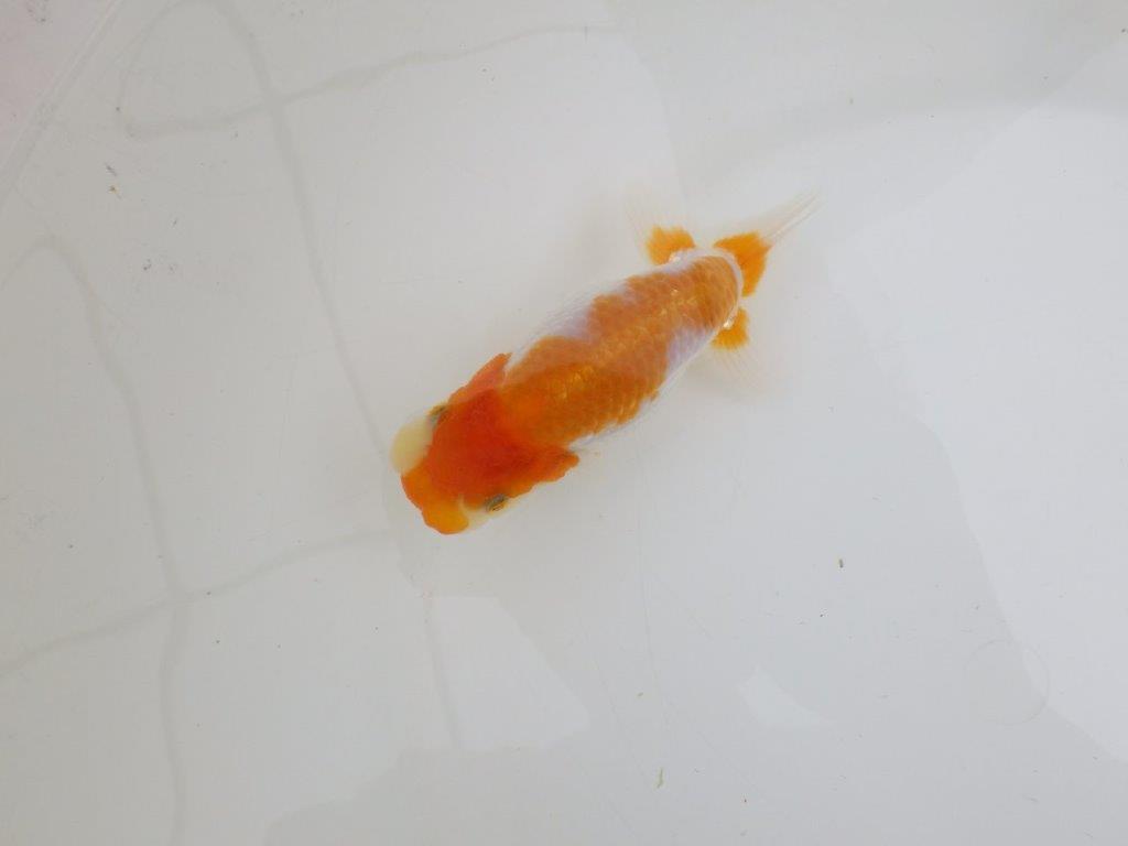 【 鉄板！！】品評大会に向けて飼い込み更紗らんちゅう　東大関系統　約12,5㎝　期間限定販売の上身