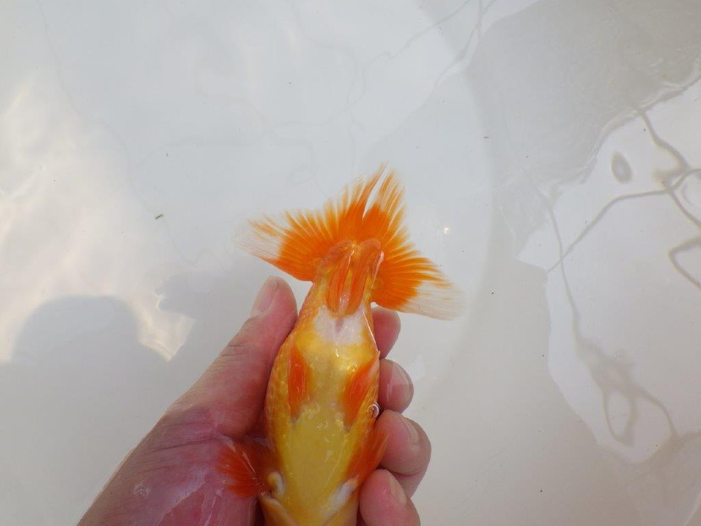 【愛知M 様作当歳らんちゅう 】長手でまだ伸びるタイプ！尾張りの良いらんちゅう　約15㎝