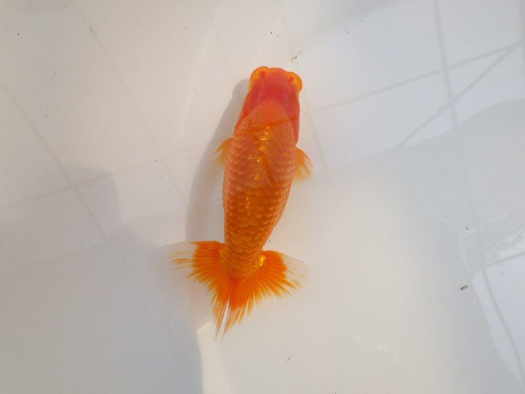 【愛知M 様作当歳らんちゅう 】長手でまだ伸びるタイプ！尾張りの良いらんちゅう　約15㎝