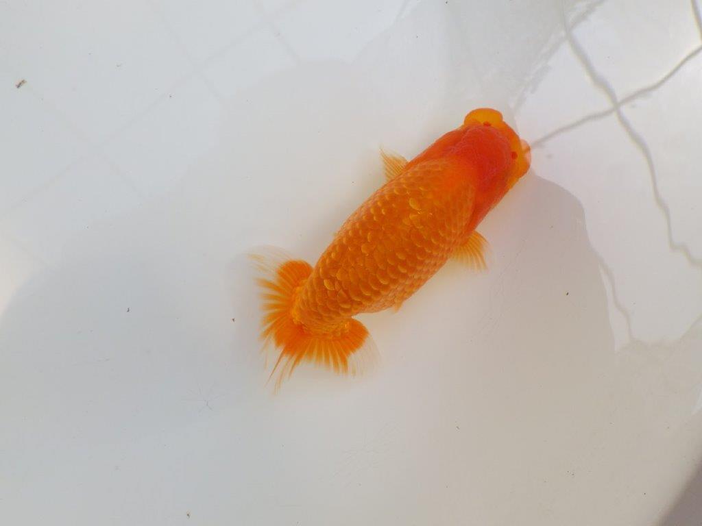 【愛知M 様作当歳らんちゅう 】フンタンの発育、全体のバランスがとても良いらんちゅう　約13㎝