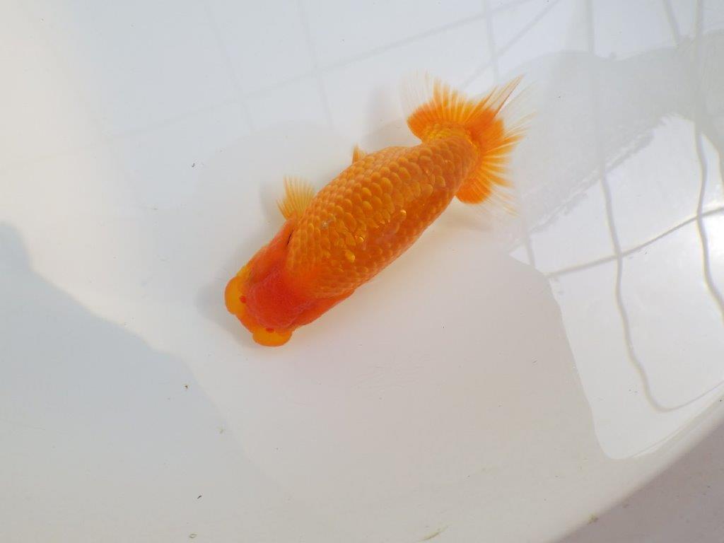 【愛知M 様作当歳らんちゅう 】フンタンの発育、全体のバランスがとても良いらんちゅう　約13㎝