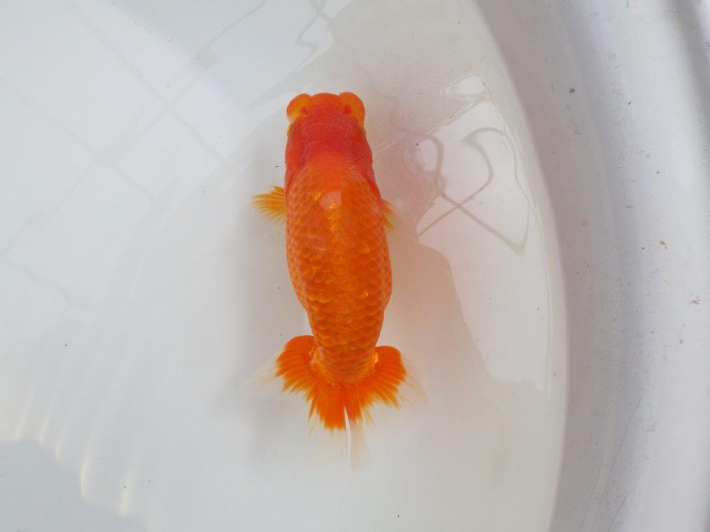 【愛知M 様作当歳らんちゅう 】迫力あるサイズ、背なりが綺麗ならんちゅう　約15㎝