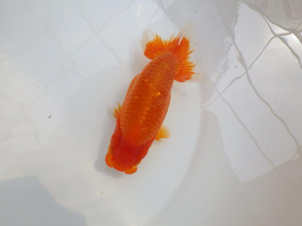 【愛知M 様作当歳らんちゅう 】迫力あるサイズ、背なりが綺麗ならんちゅう　約15㎝