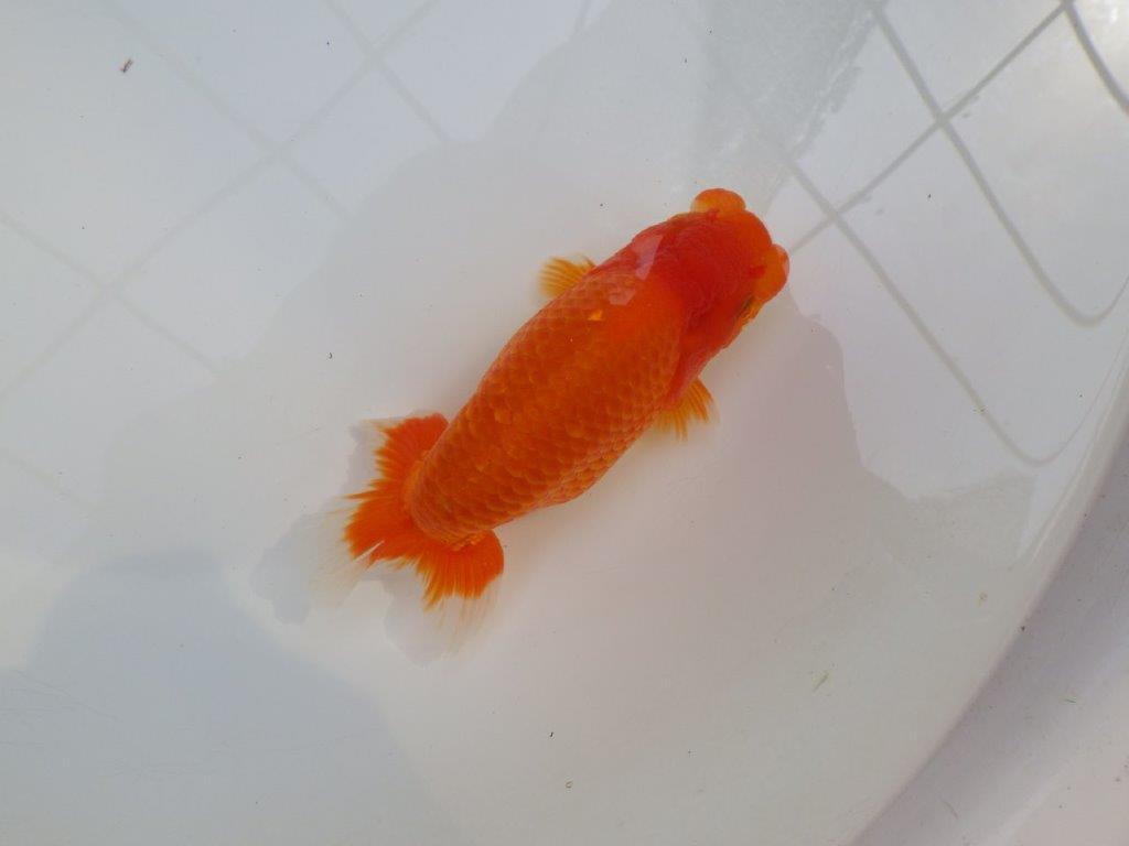 【愛知M 様作当歳らんちゅう 】迫力あるサイズ、背なりが綺麗ならんちゅう　約15㎝