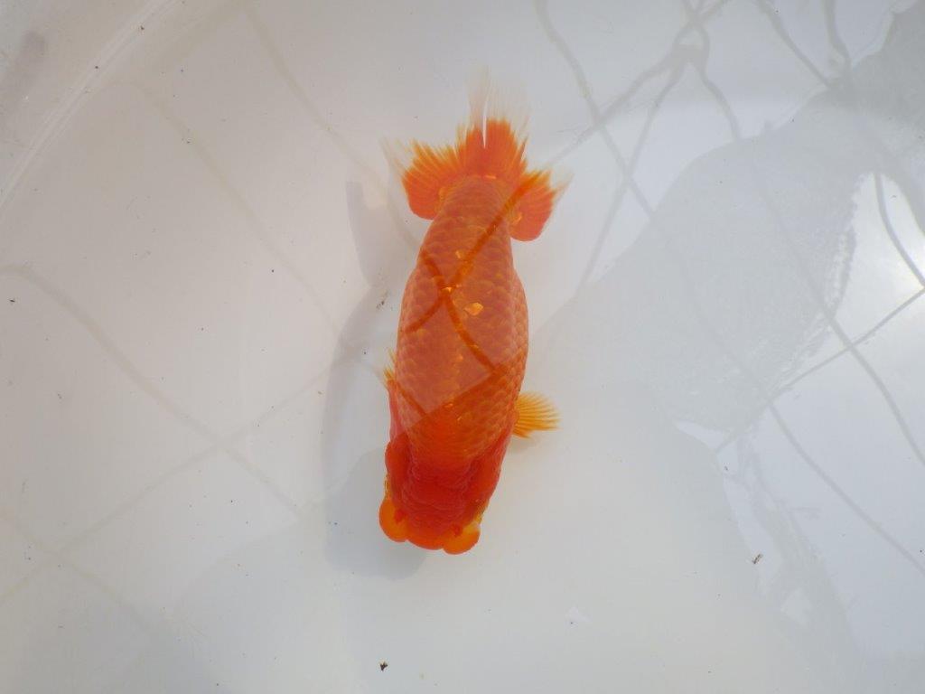 【愛知M 様作当歳らんちゅう 】迫力あるサイズ、背なりが綺麗ならんちゅう　約15㎝