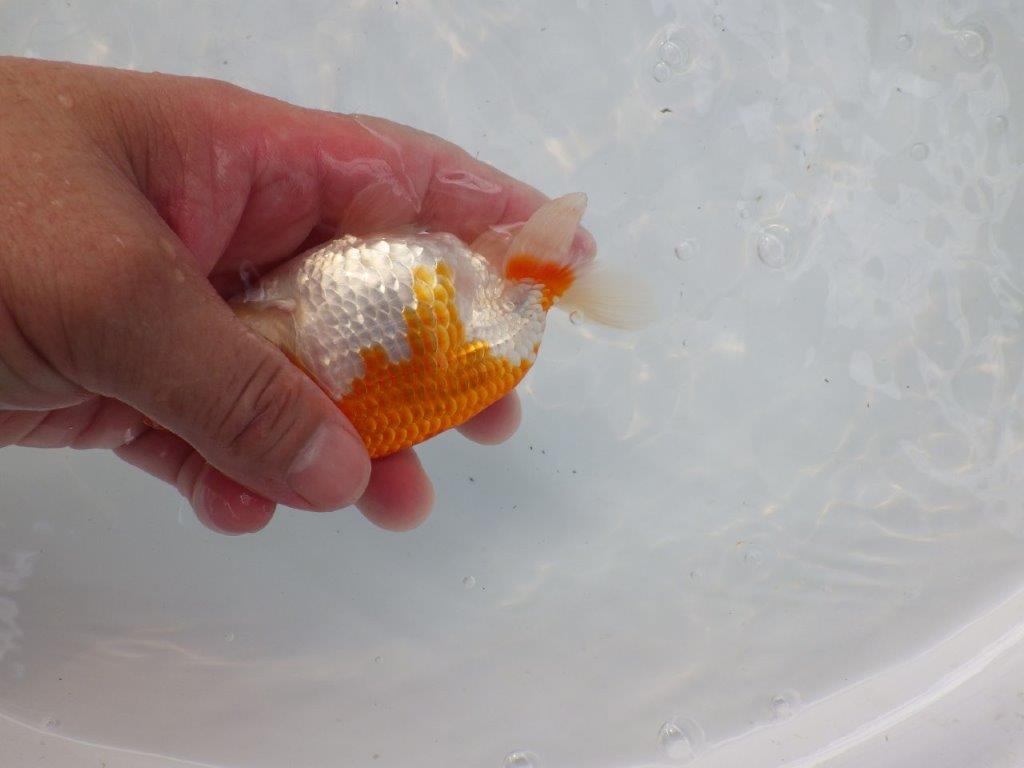 【日らん優等賞獲得ブリーダー】ご鑑賞お勧め!当歳らんちゅう約12㎝メス?