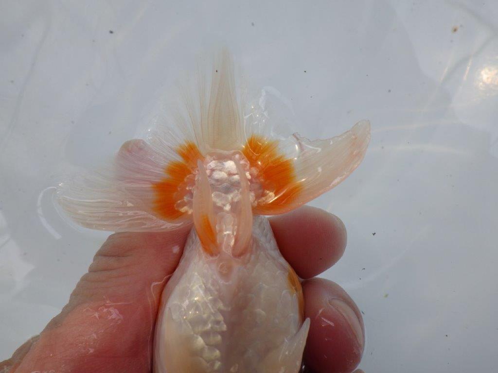 【日らん優等賞獲得ブリーダー】ご鑑賞お勧め!当歳らんちゅう約12㎝メス?