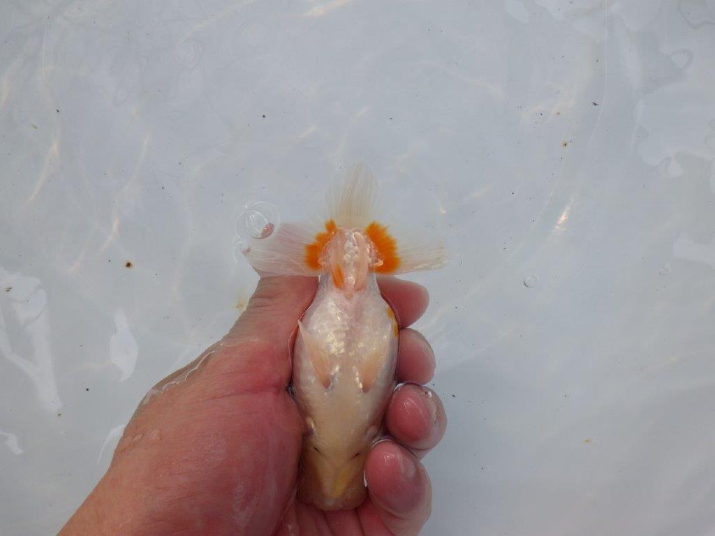 【日らん優等賞獲得ブリーダー】ご鑑賞お勧め!当歳らんちゅう約12㎝メス?