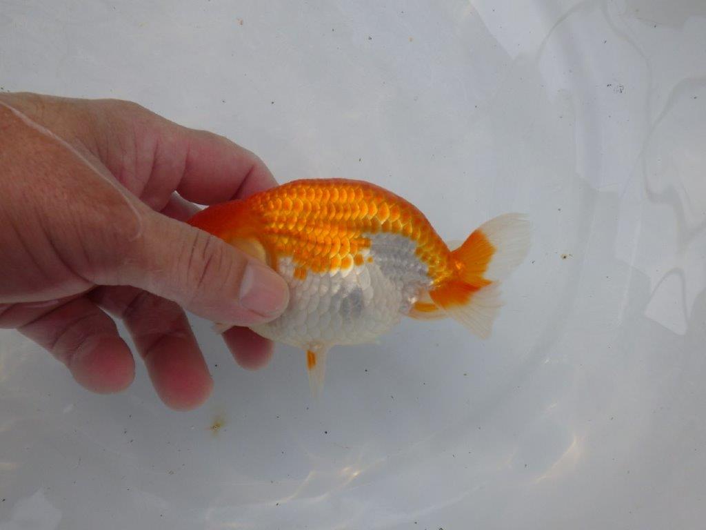 【日らん優等賞獲得ブリーダー】迫力ある姿が楽しめる!当歳らんちゅう約13㎝メス?
