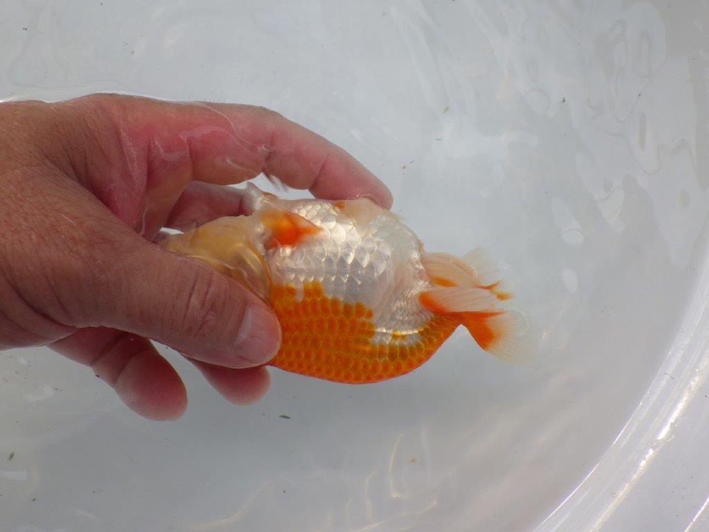 【日らん優等賞獲得ブリーダー】迫力ある姿が楽しめる!当歳らんちゅう約13㎝メス?