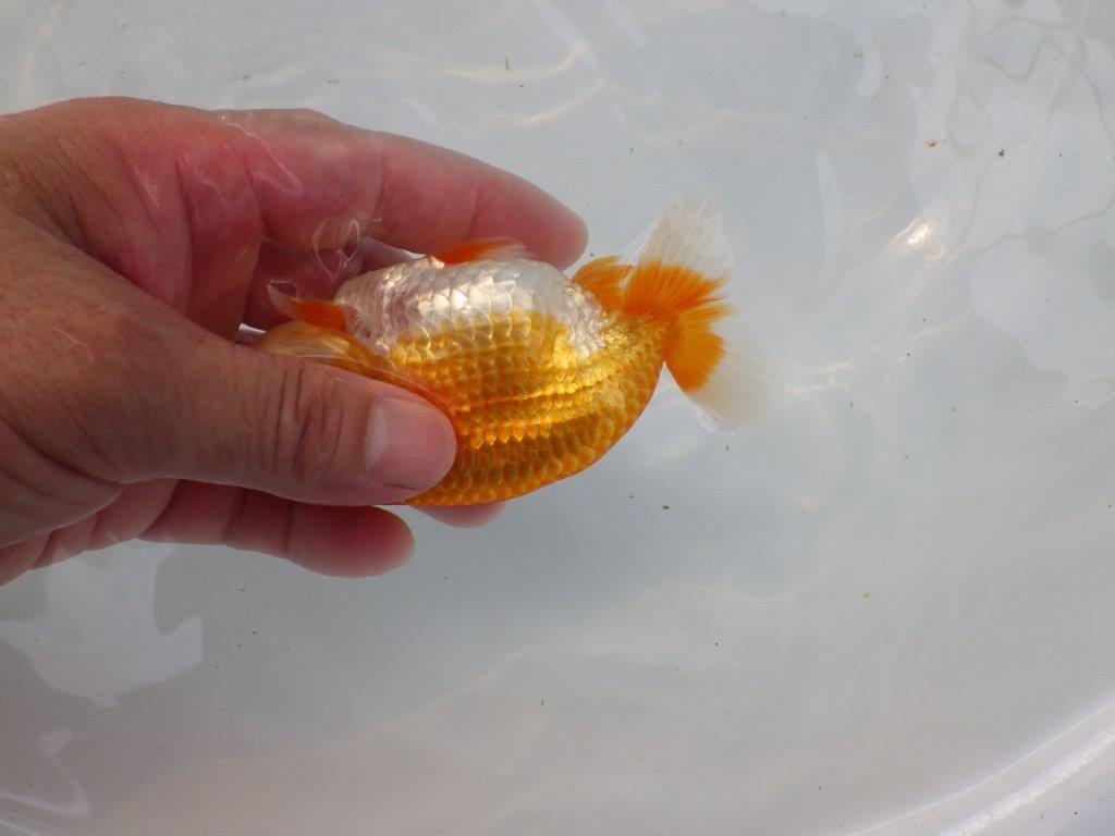 【日らん優等賞獲得ブリーダー】素晴らしいフンタン&背も綺麗!当歳らんちゅう約12㎝オス?