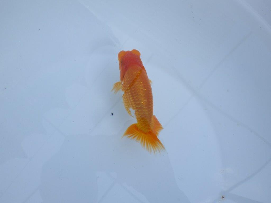 【全国大会東大関獲得ブリーダー 】上見でのご鑑賞がお勧め当歳らんちゅう約13㎝オス？
