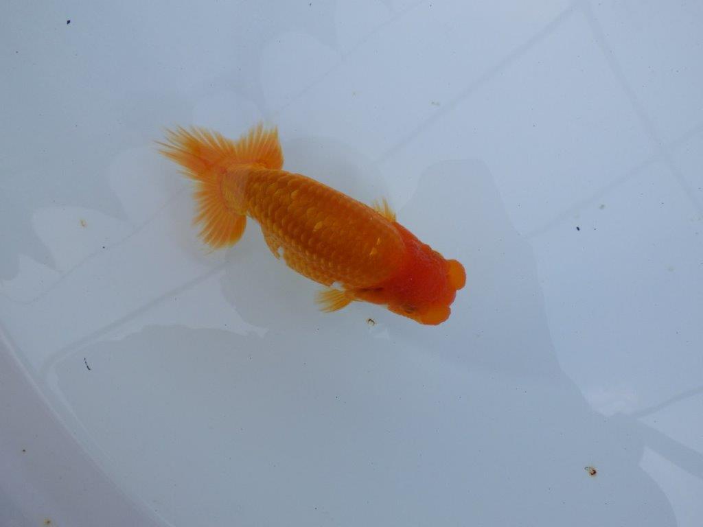 【全国大会東大関獲得ブリーダー 】上見でのご鑑賞がお勧め当歳らんちゅう約13㎝オス？