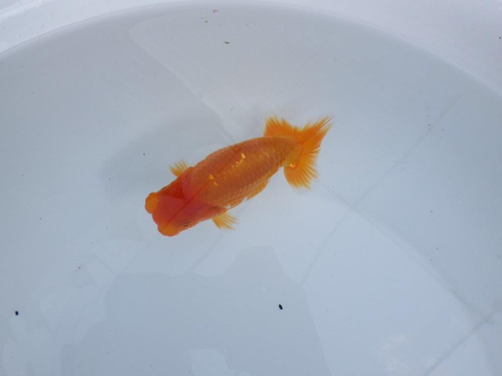 【全国大会東大関獲得ブリーダー 】上見でのご鑑賞がお勧め当歳らんちゅう約13㎝オス？