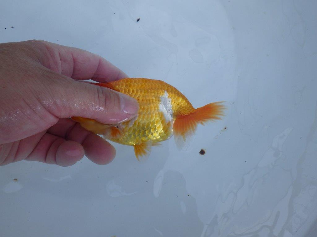 【全国大会東大関獲得ブリーダー 】上見でのご鑑賞がお勧め当歳らんちゅう約13㎝オス？