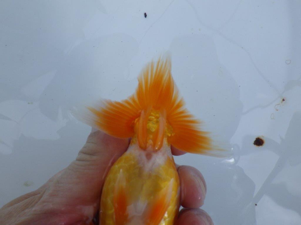 【全国大会東大関獲得ブリーダー 】上見でのご鑑賞がお勧め当歳らんちゅう約13㎝オス？