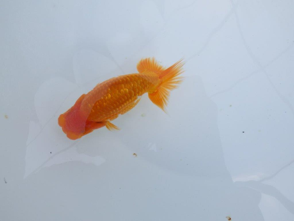 【全国大会東大関獲得ブリーダー 】上見でのご鑑賞がお勧め当歳らんちゅう約13㎝オス？の上身