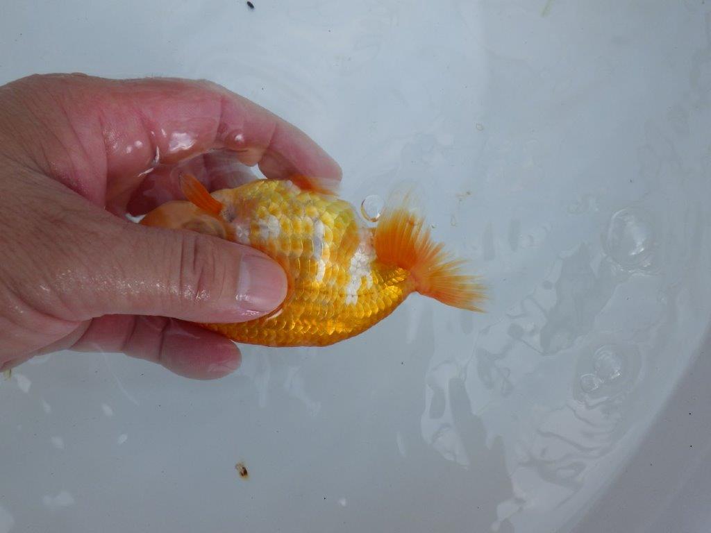 【全国大会東大関獲得ブリーダー 】上見でのご鑑賞がお勧め当歳らんちゅう約13㎝オス？
