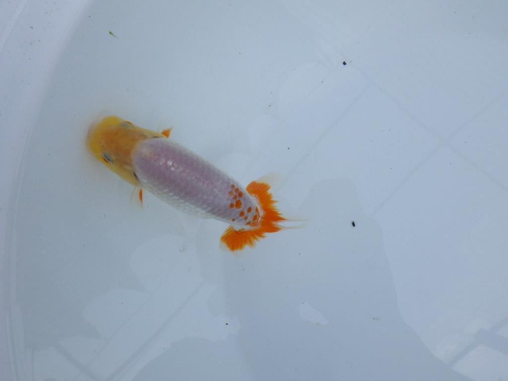 【全国大会東大関獲得ブリーダー 】水槽映えするメリハリの利いた柄！当歳らんちゅう約13㎝オス？の上身