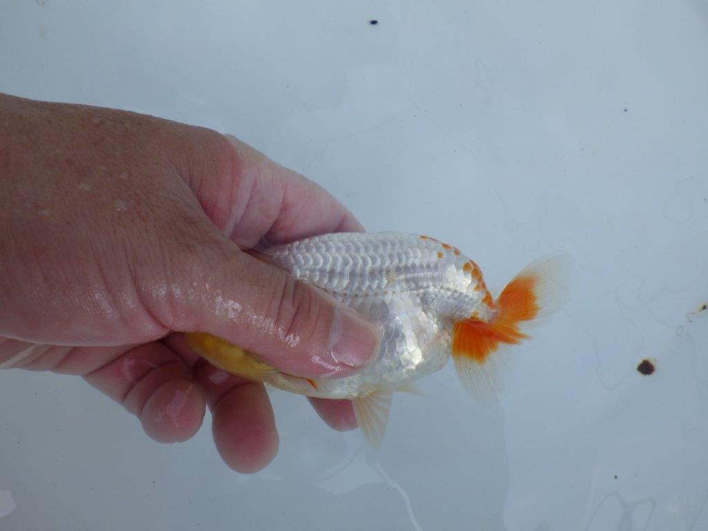 【全国大会東大関獲得ブリーダー 】水槽映えするメリハリの利いた柄！当歳らんちゅう約13㎝オス？