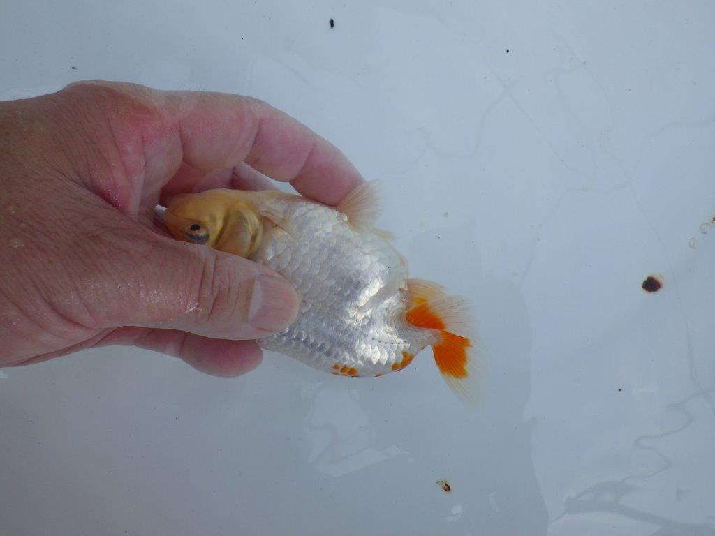 【全国大会東大関獲得ブリーダー 】水槽映えするメリハリの利いた柄！当歳らんちゅう約13㎝オス？