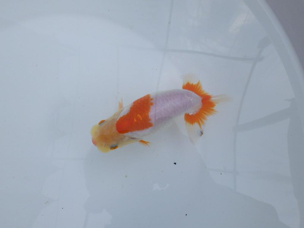 【全国大会東大関獲得ブリーダー 】背腰のラインが美しい！当歳らんちゅう約14,5cmメス？