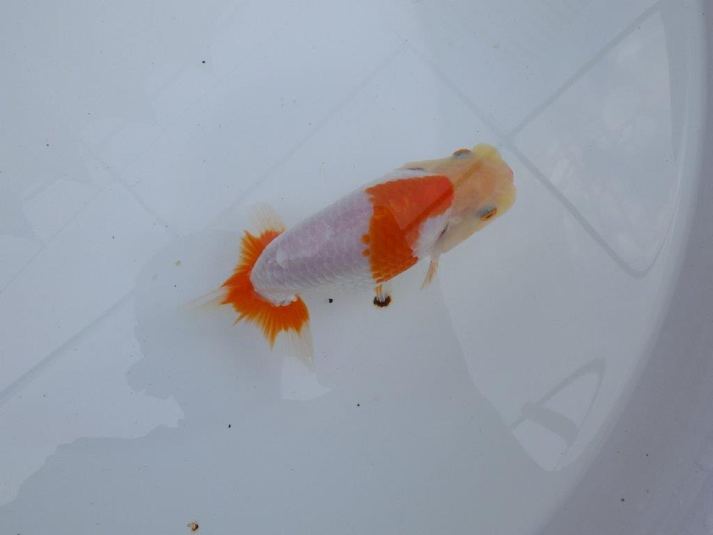 【全国大会東大関獲得ブリーダー 】背腰のラインが美しい！当歳らんちゅう約14,5cmメス？の上身