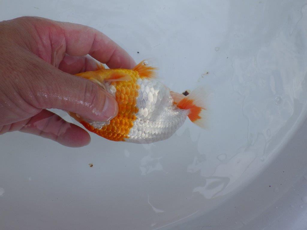 【全国大会東大関獲得ブリーダー 】背腰のラインが美しい！当歳らんちゅう約14,5cmメス？