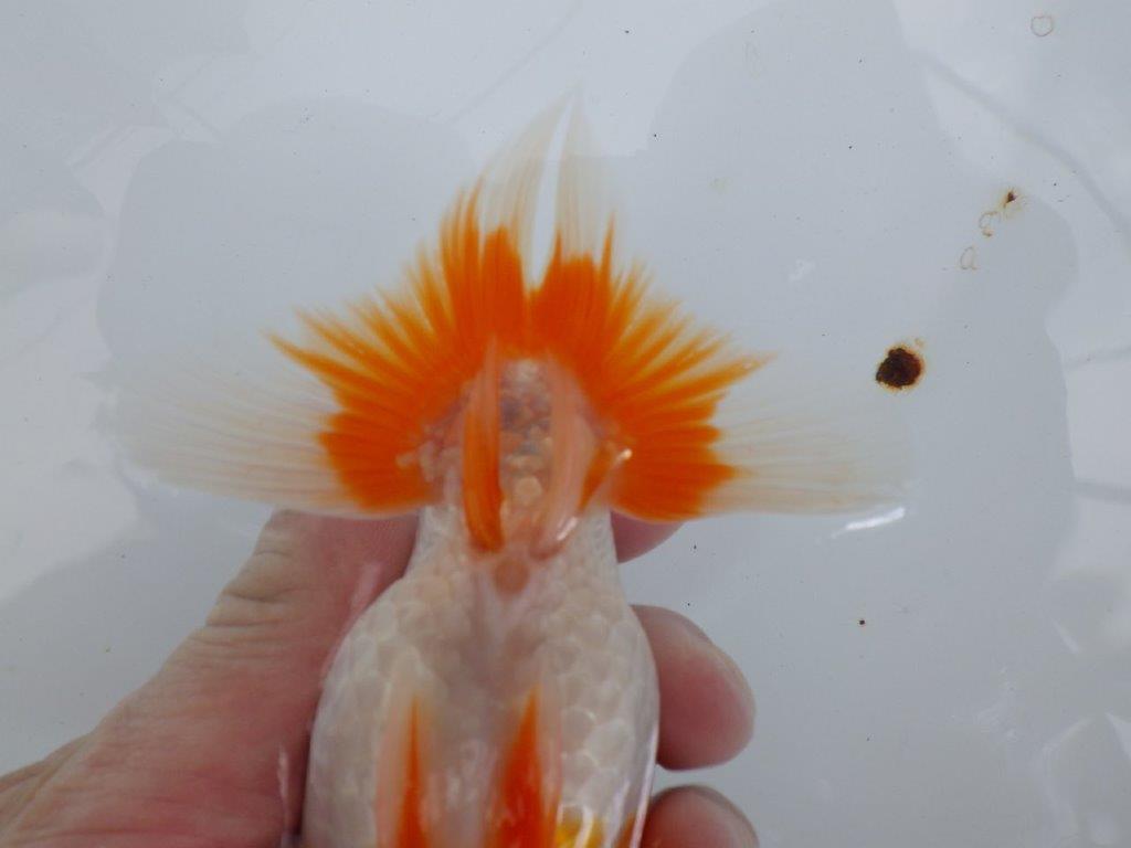 【全国大会東大関獲得ブリーダー 】背腰のラインが美しい！当歳らんちゅう約14,5cmメス？