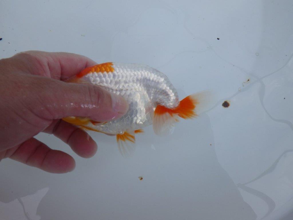 【全国大会東大関獲得ブリーダー 】背腰のラインが美しい！当歳らんちゅう約14,5cmメス？
