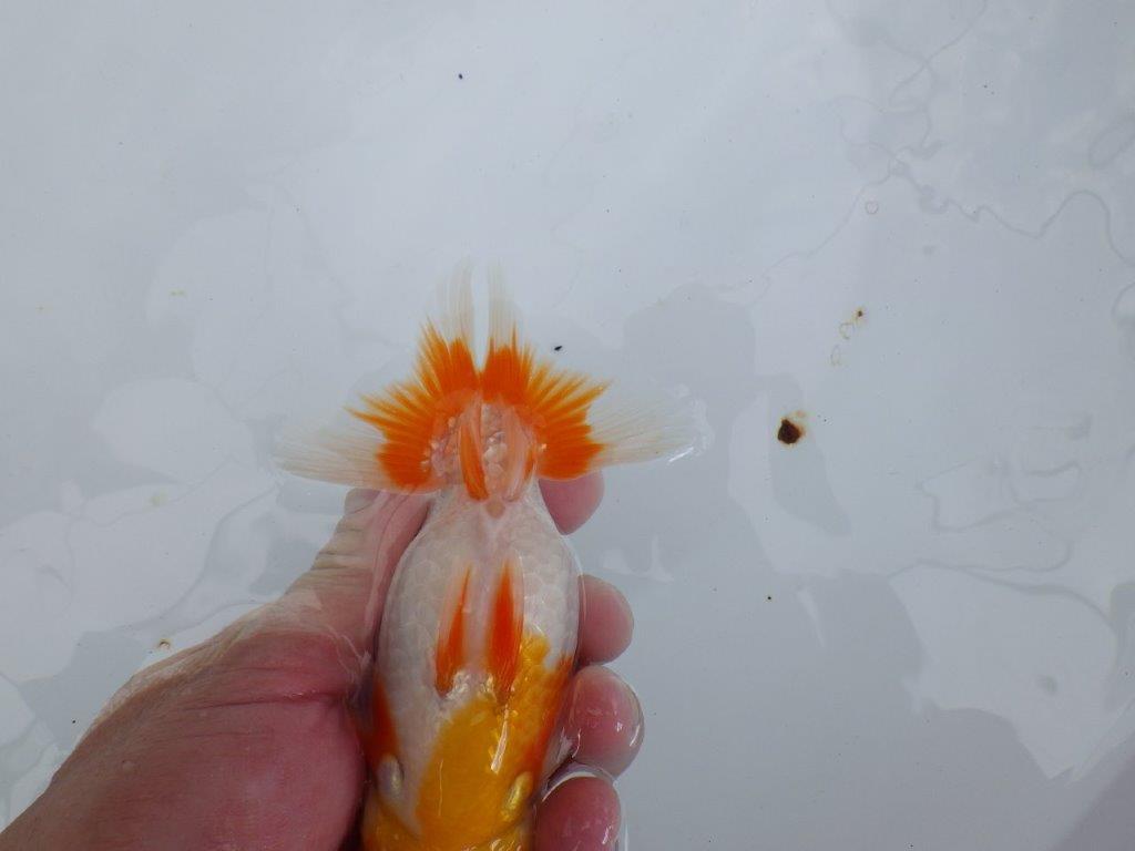 【全国大会東大関獲得ブリーダー 】背腰のラインが美しい！当歳らんちゅう約14,5cmメス？