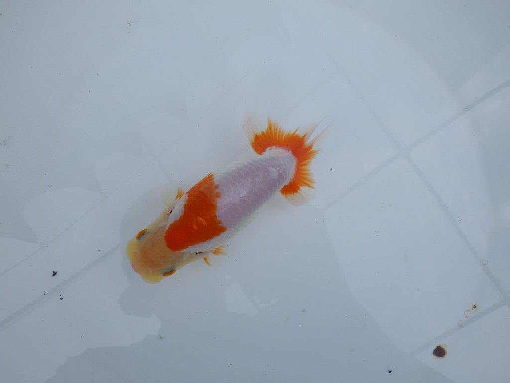【全国大会東大関獲得ブリーダー 】背腰のラインが美しい！当歳らんちゅう約14,5cmメス？