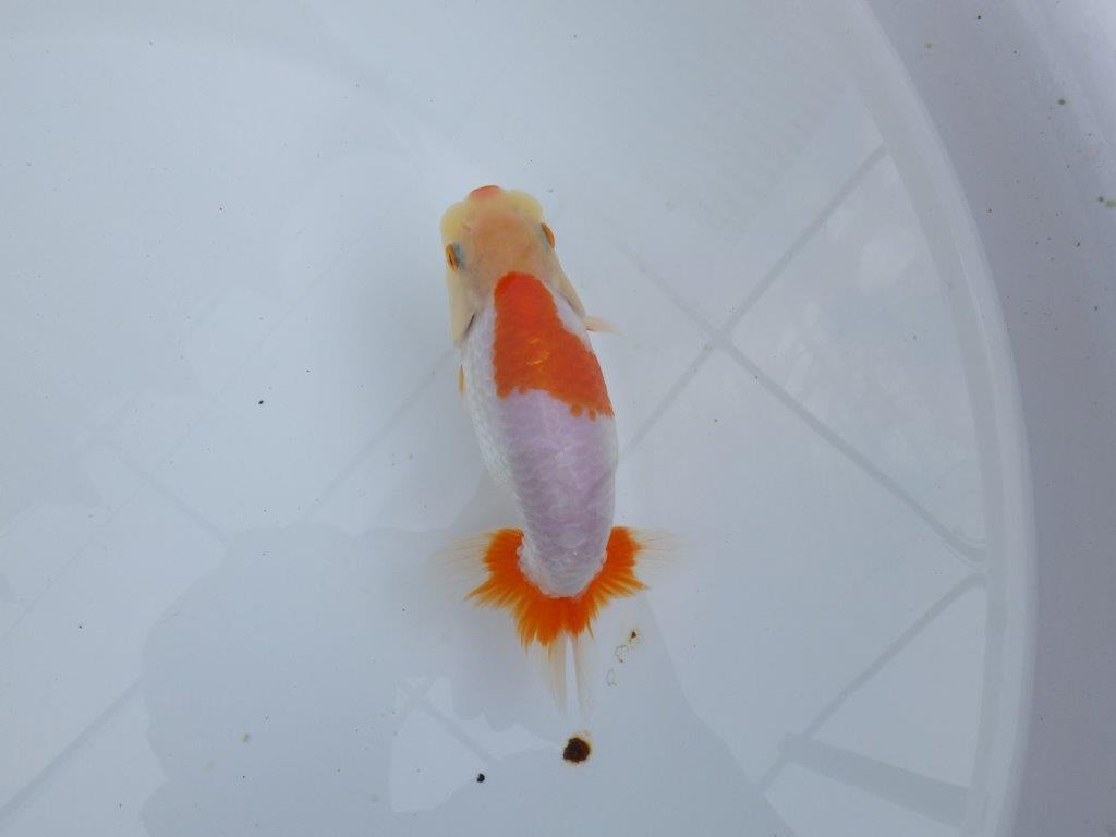 【全国大会東大関獲得ブリーダー 】背腰のラインが美しい！当歳らんちゅう約14,5cmメス？