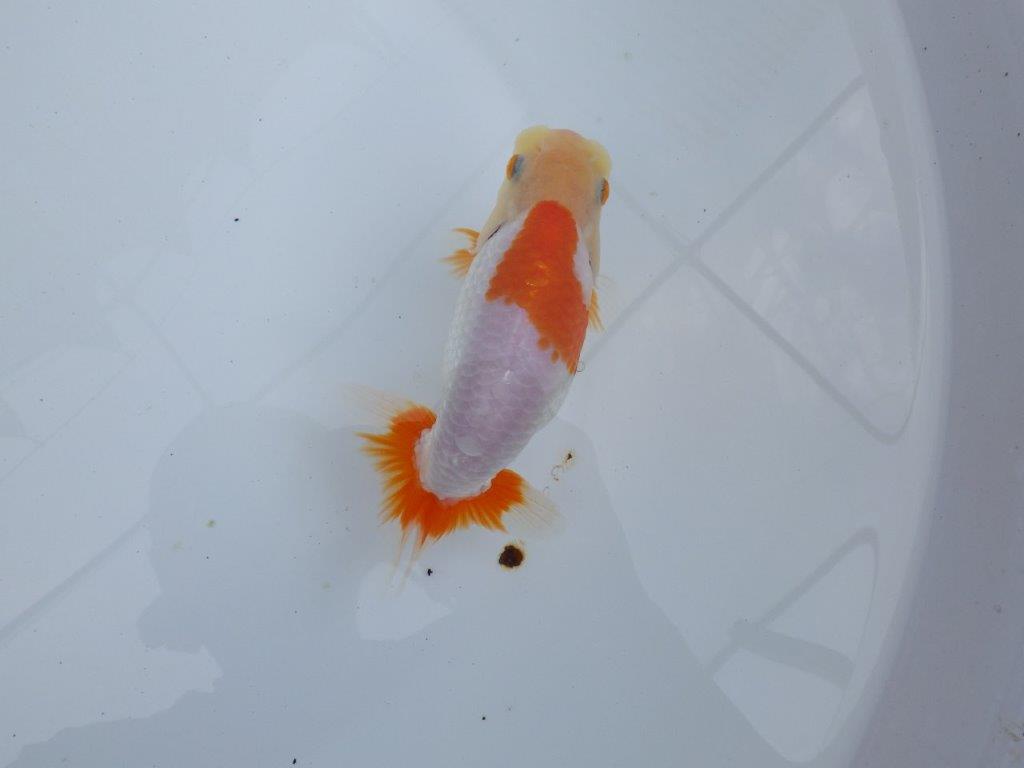 【全国大会東大関獲得ブリーダー 】背腰のラインが美しい！当歳らんちゅう約14,5cmメス？