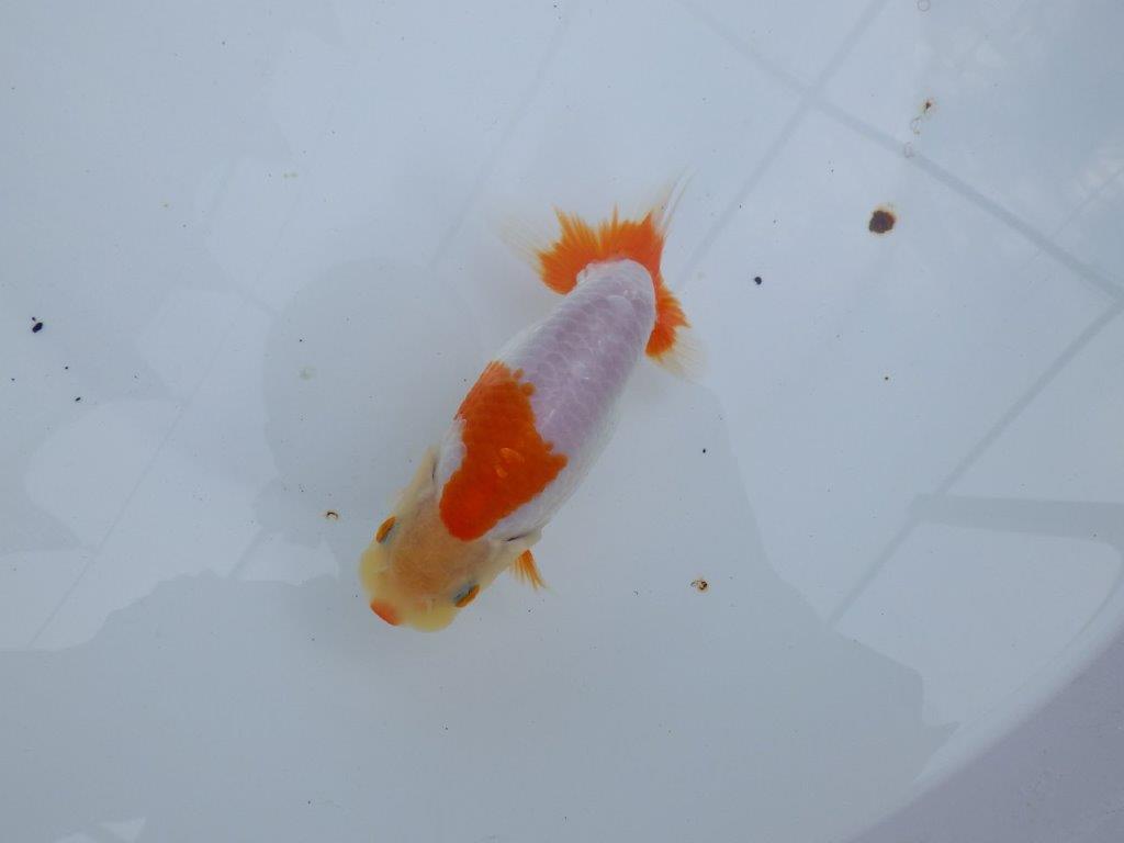 【全国大会東大関獲得ブリーダー 】背腰のラインが美しい！当歳らんちゅう約14,5cmメス？