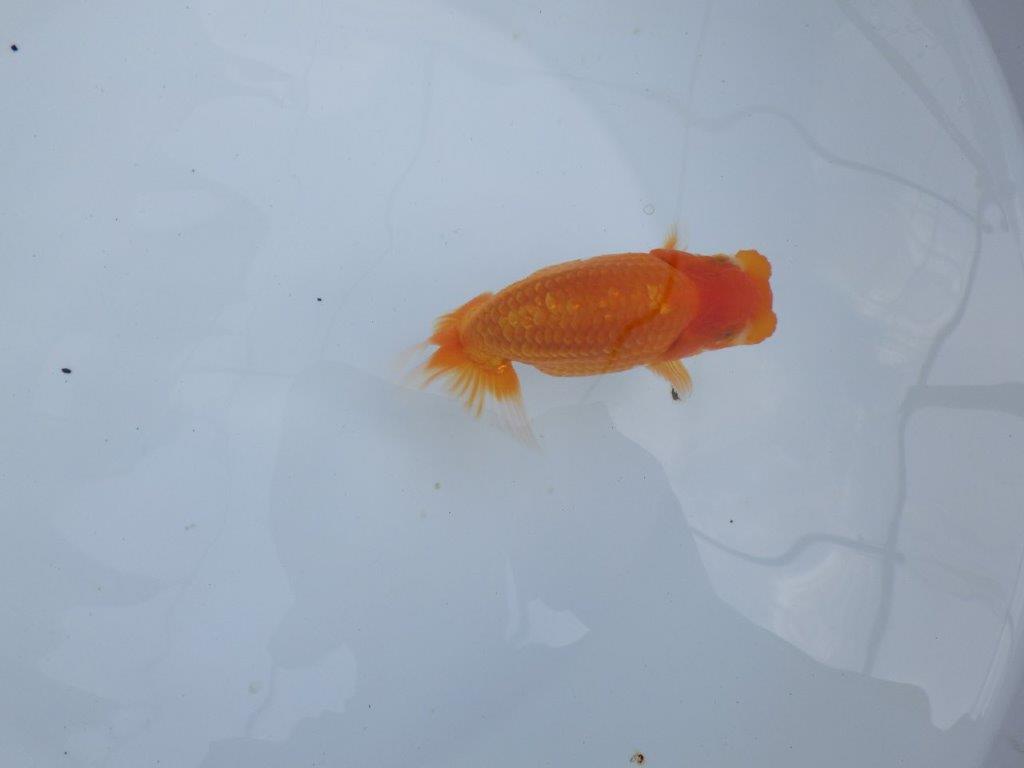 【全国大会東大関獲得ブリーダー 】雰囲気の良い当歳らんちゅう約13㎝メス?