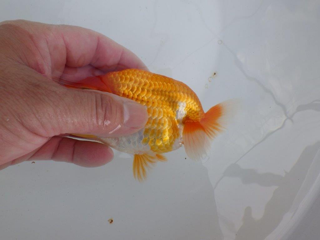 【全国大会東大関獲得ブリーダー 】雰囲気の良い当歳らんちゅう約13㎝メス?