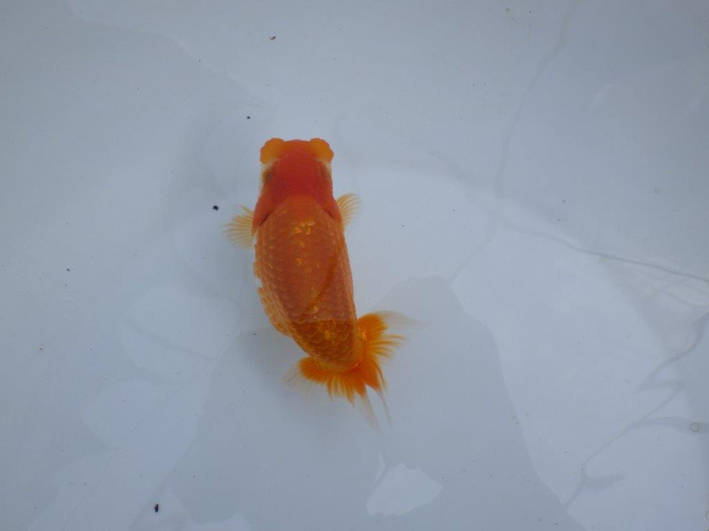 【全国大会東大関獲得ブリーダー 】雰囲気の良い当歳らんちゅう約13㎝メス?