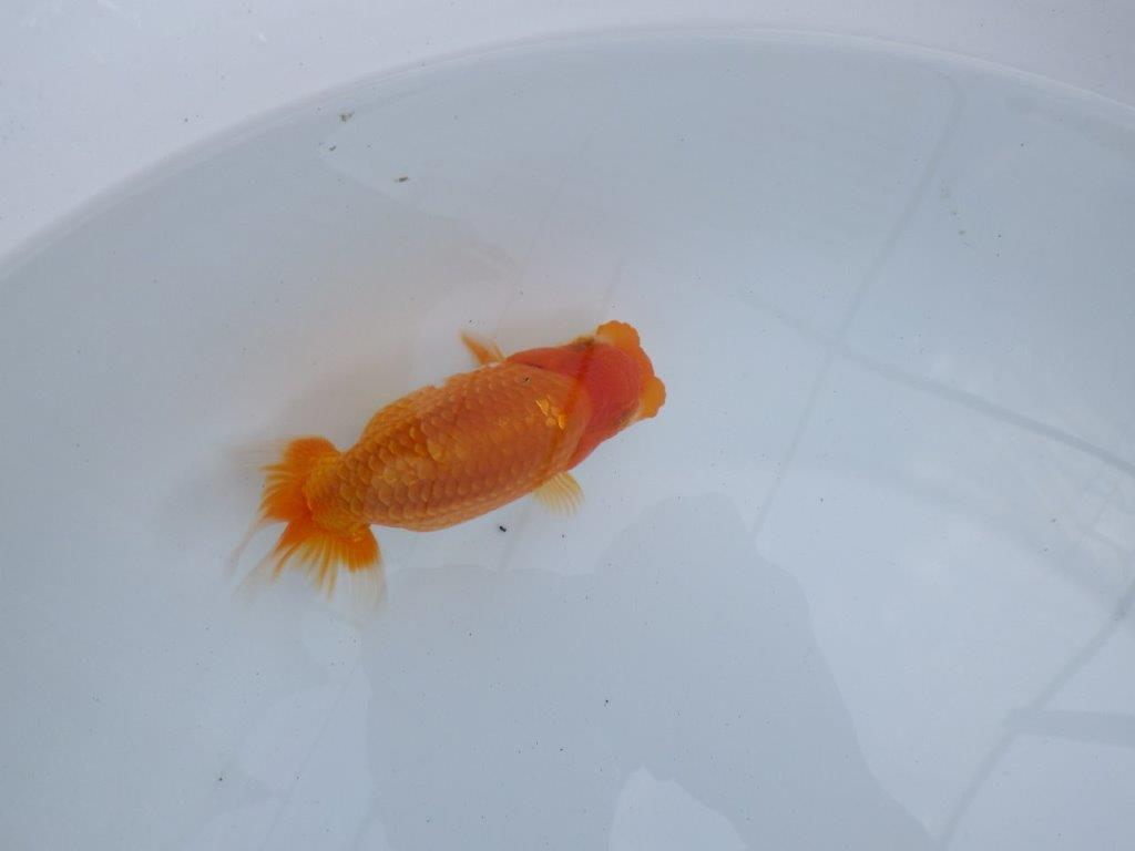 【全国大会東大関獲得ブリーダー 】雰囲気の良い当歳らんちゅう約13㎝メス?