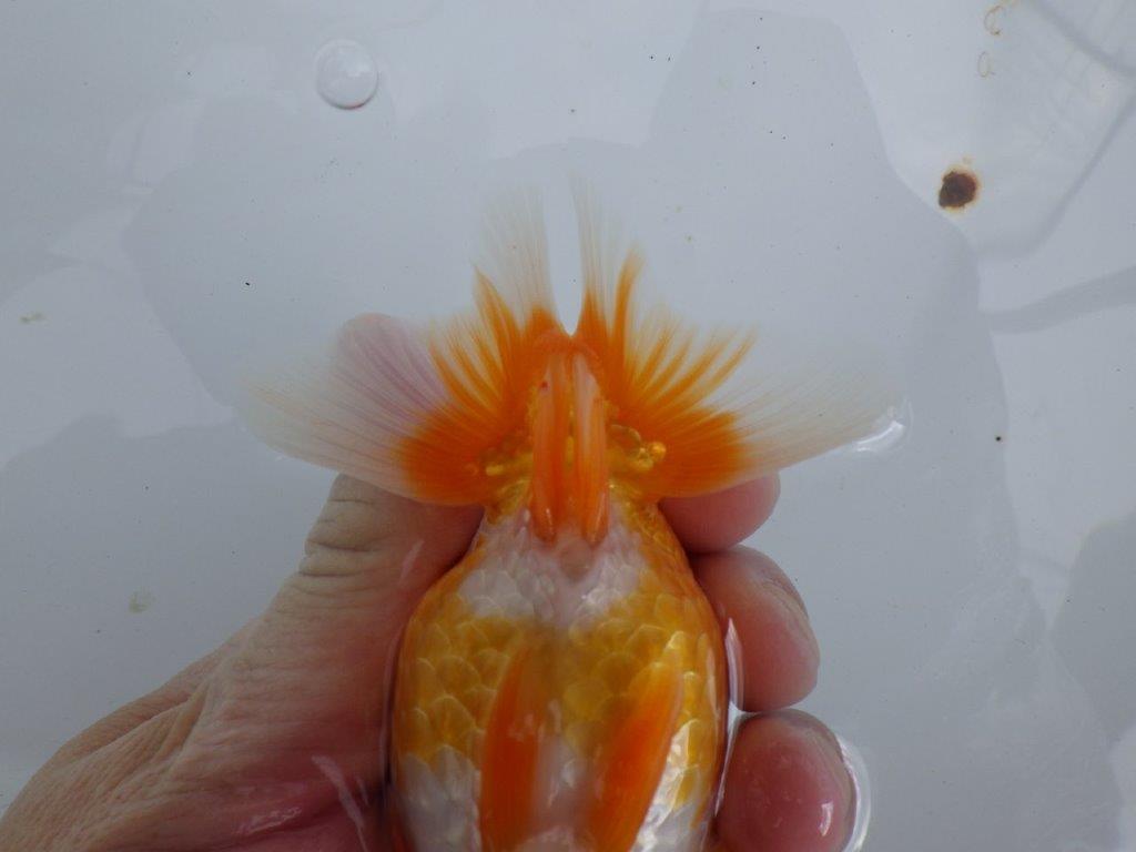 【全国大会東大関獲得ブリーダー 】雰囲気の良い当歳らんちゅう約13㎝メス?
