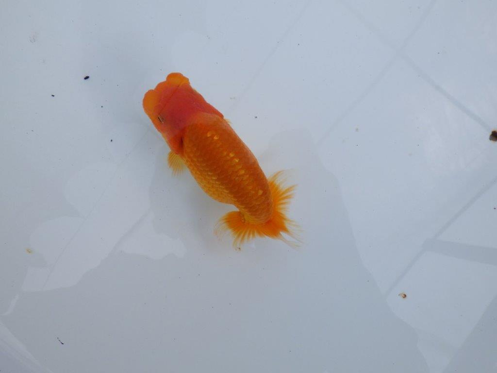 【全国大会東大関獲得ブリーダー 】このまま成長して欲しい！当歳らんちゅう約13㎝オス？の上身