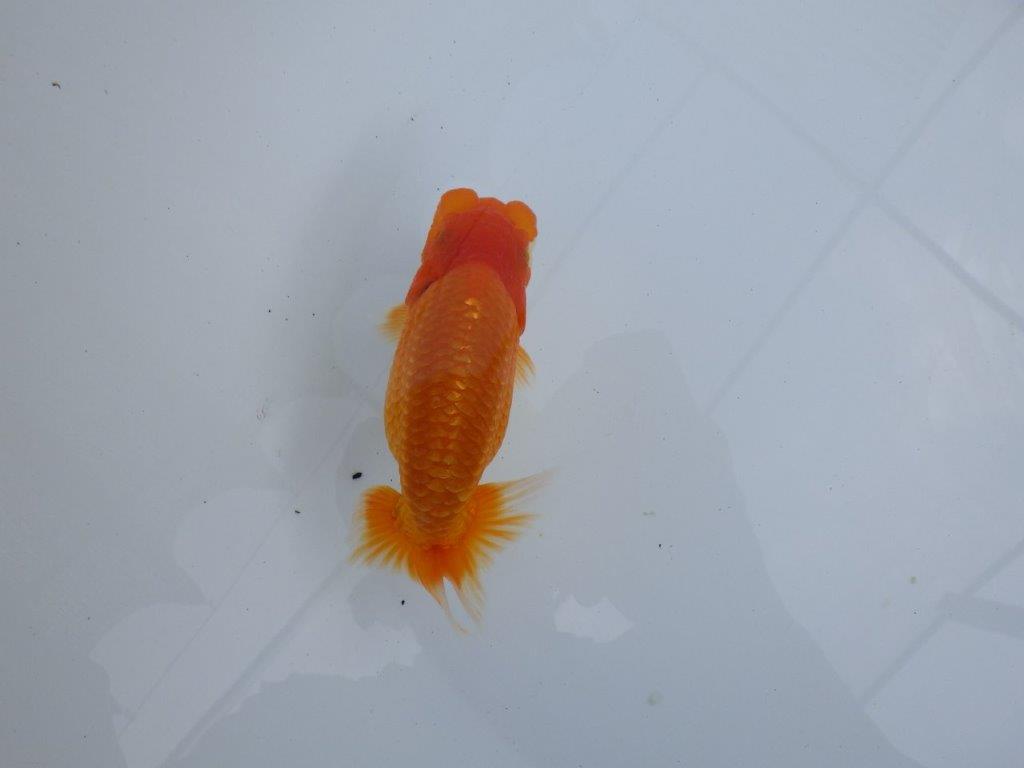 【全国大会東大関獲得ブリーダー 】このまま成長して欲しい！当歳らんちゅう約13㎝オス？
