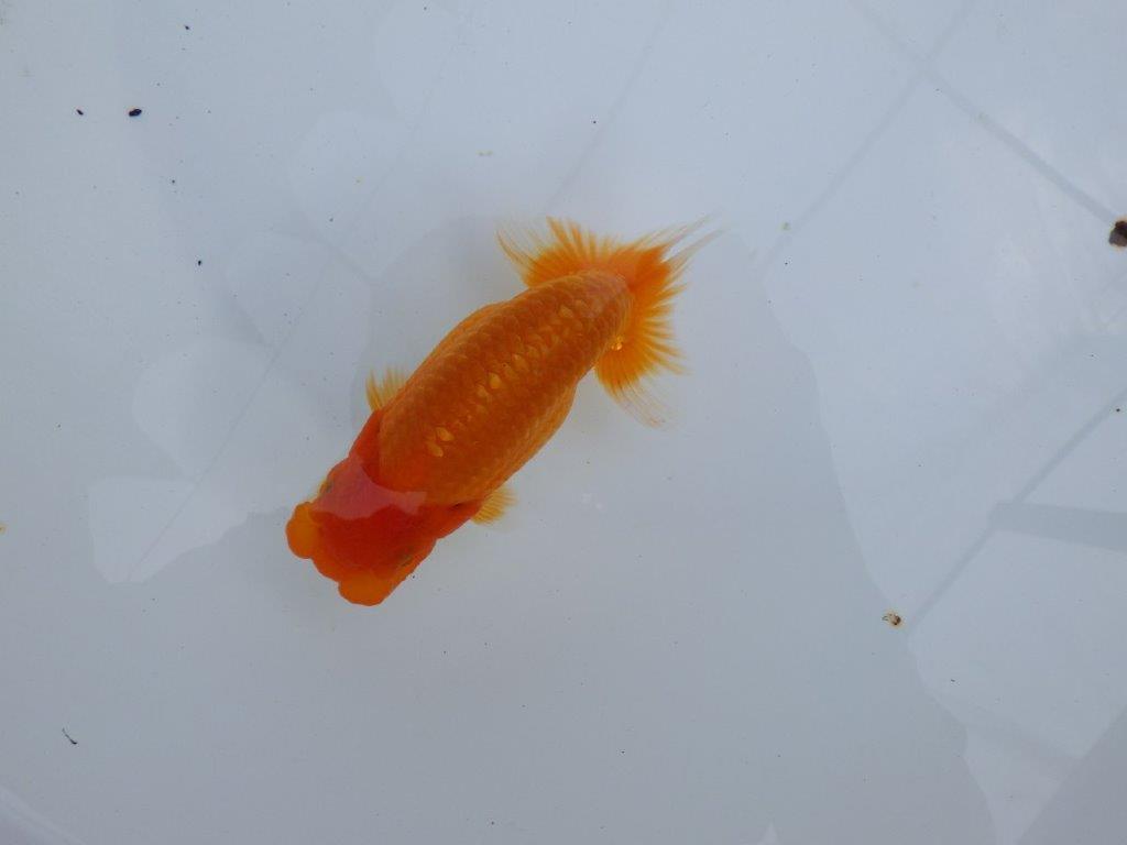 【全国大会東大関獲得ブリーダー 】このまま成長して欲しい！当歳らんちゅう約13㎝オス？