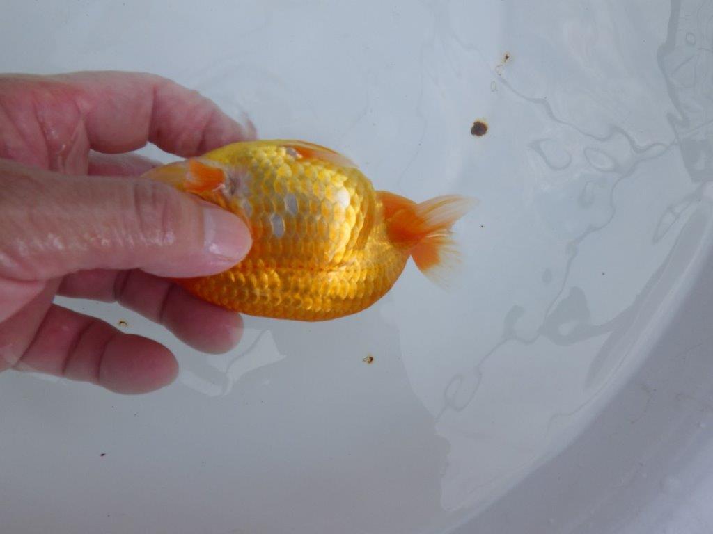 【全国大会東大関獲得ブリーダー 】このまま成長して欲しい！当歳らんちゅう約13㎝オス？