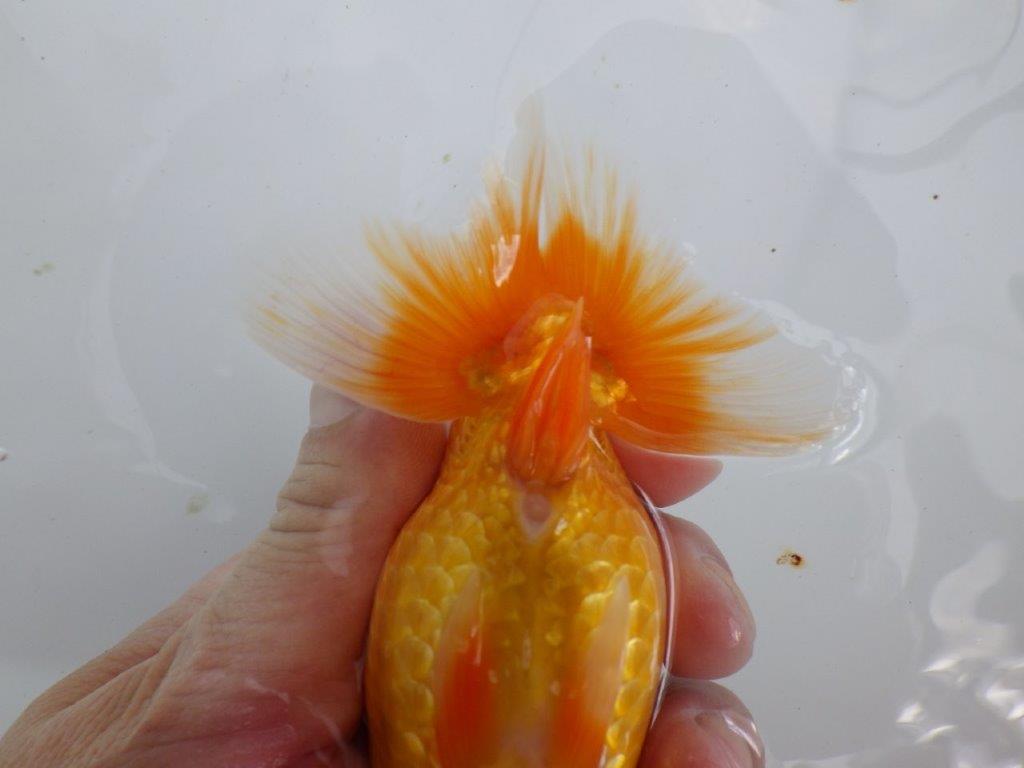 【全国大会東大関獲得ブリーダー 】このまま成長して欲しい！当歳らんちゅう約13㎝オス？