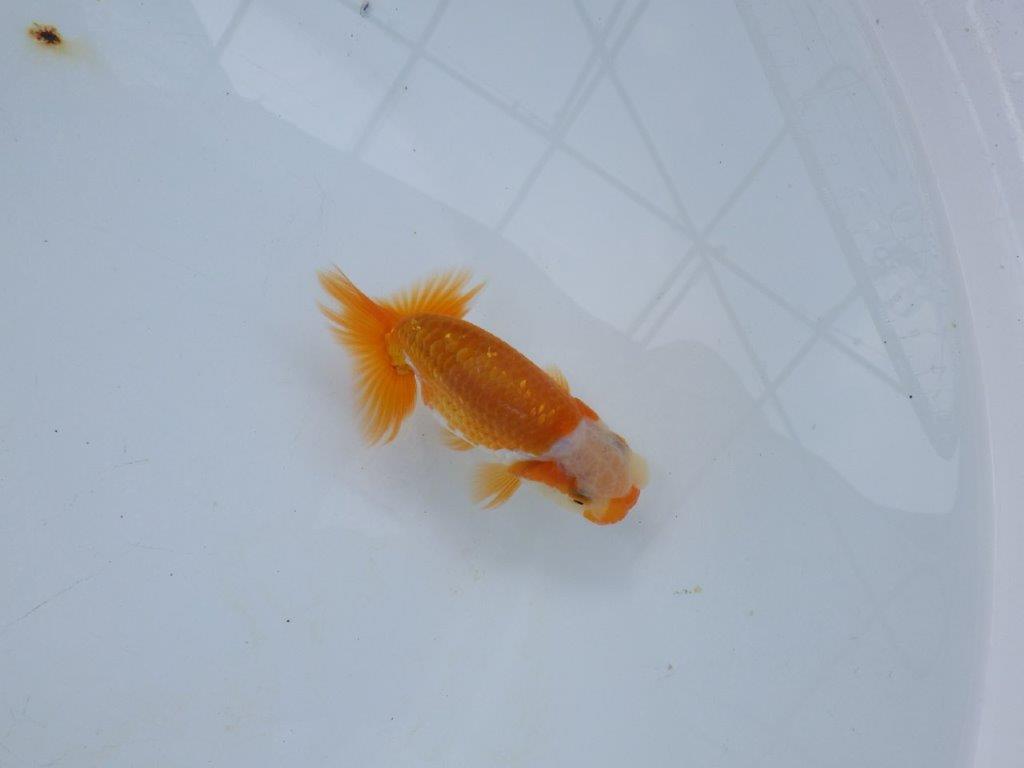 【全国大会西大関獲得ブリーダー 】当歳らんちゅうC約11㎝オス?