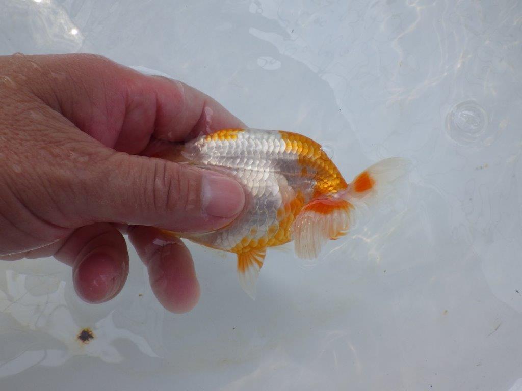 【全国大会西大関獲得ブリーダー 】当歳らんちゅうE約11,5㎝性別不明